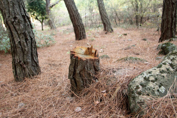  Merkel, TX Tree Removal Services Pros